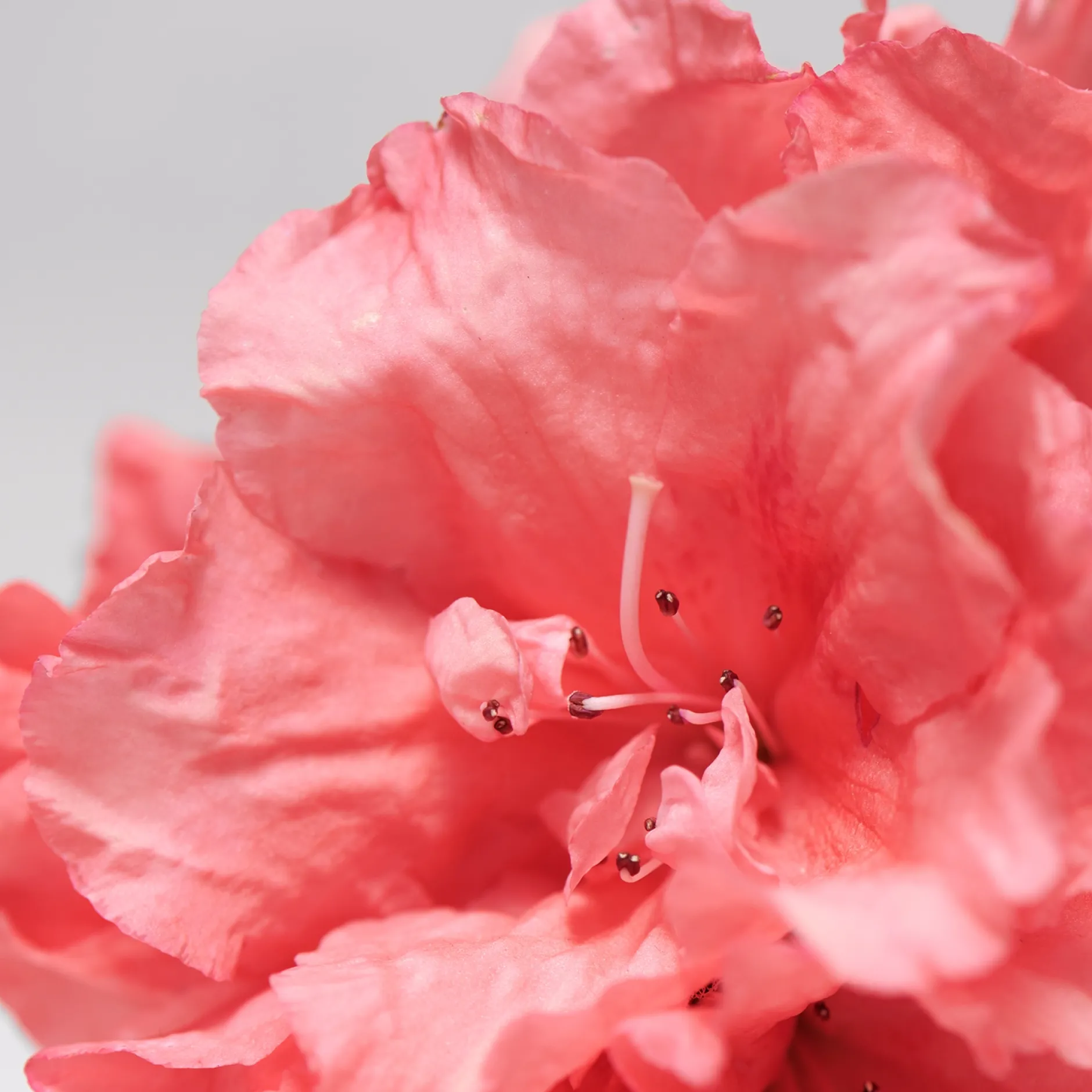 BABOR Skinovage Balancing Cream Rich 50ml Discount