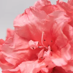 BABOR Skinovage Calming Cream Rich 50ml New