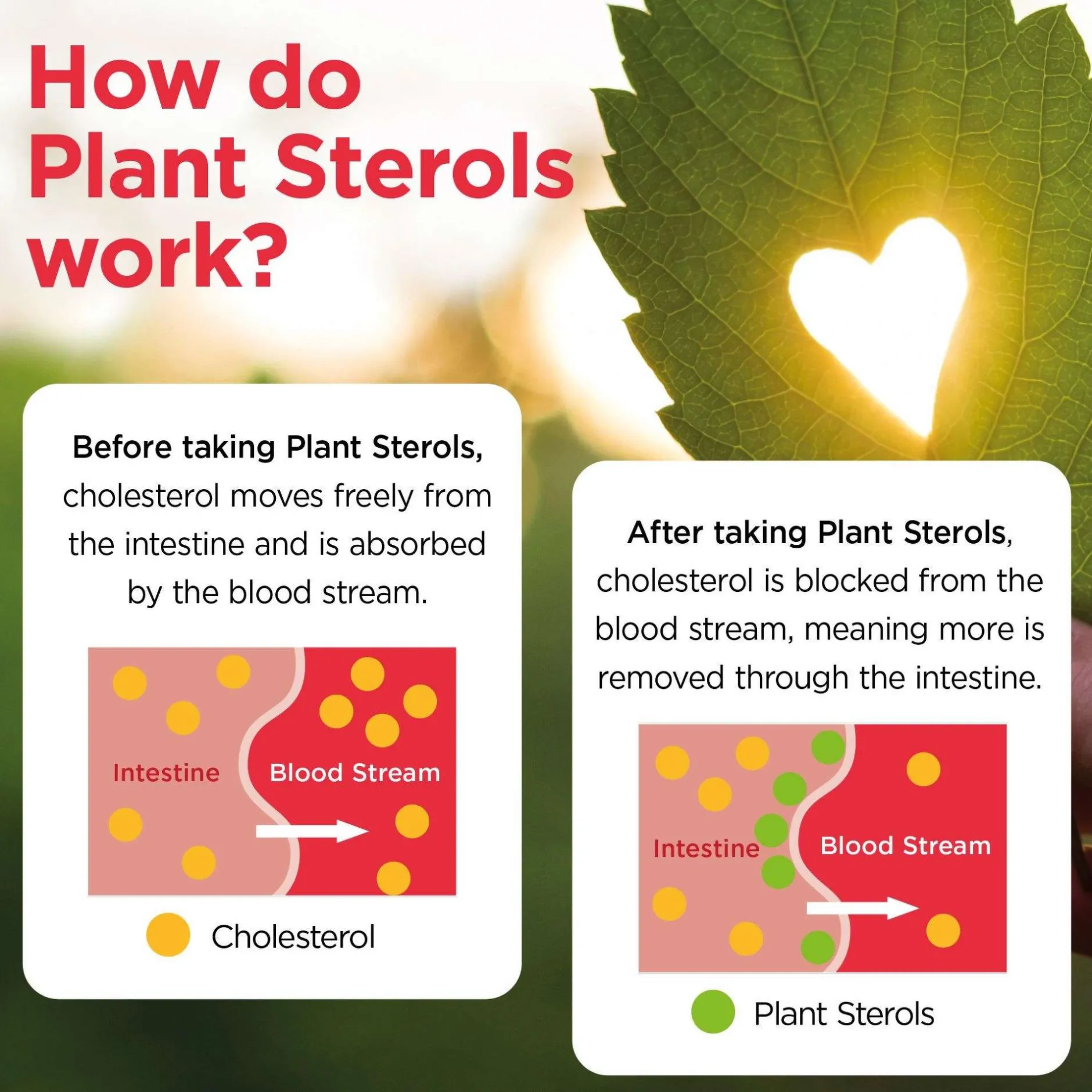 Healthspan Vitamins & Supplements Plant Sterols Cholesterol Support Tablets x 90 Sale